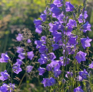 Campanula persicifolia - Pfirsichblättrige Glockenblume – Bild 7