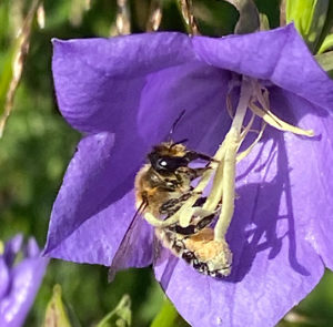 Campanula persicifolia - Pfirsichblättrige Glockenblume – Bild 4