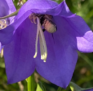 Campanula persicifolia - Pfirsichblättrige Glockenblume – Bild 8