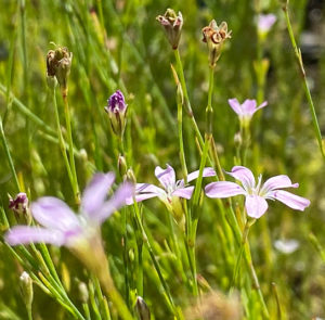 Felsennelke (Petrorhagia saxifraga) Saatgut – Bild 3