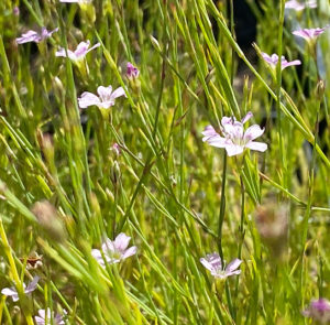 Felsennelke (Petrorhagia saxifraga) Saatgut – Bild 4