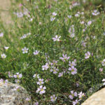 Petrorhagia  saxifraga - Felsennelke