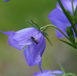 Campanula persicifolia - Pfirsichblättrige Glockenblume – Bild 3