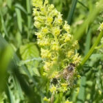 Gelber Wau (Reseda lutea) Saatgut