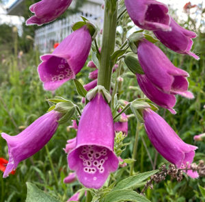 Roter Fingerhut (Digitalis purpurea) Saatgut – Bild 7