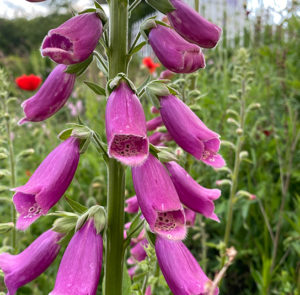 Roter Fingerhut (Digitalis purpurea) Saatgut – Bild 8