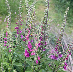 Roter Fingerhut (Digitalis purpurea) Saatgut – Bild 4