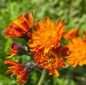 Hieracium aurantiacum - Orangerotes Habichtskraut – Bild 5