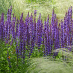 Salvia nemorosa - Steppensalbei