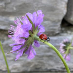 Scabiosa lucida - Glanzskabiose
