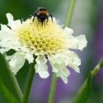 Scabiosa ochroleuca - Gelbe Skabiose