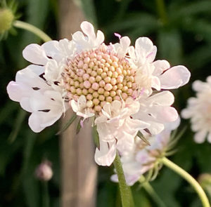 Scabiosa ochroleuca - Gelbe Skabiose – Bild 12