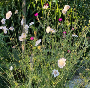 Scabiosa ochroleuca - Gelbe Skabiose – Bild 8