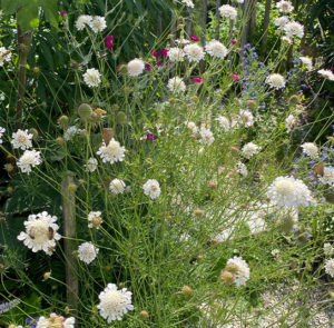 Scabiosa ochroleuca - Gelbe Skabiose – Bild 6