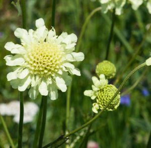 Scabiosa ochroleuca - Gelbe Skabiose – Bild 10