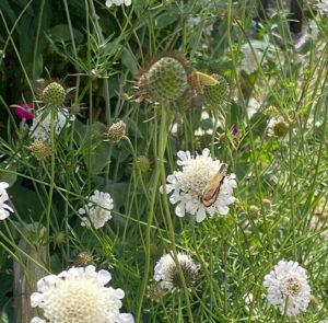 Scabiosa ochroleuca - Gelbe Skabiose – Bild 15