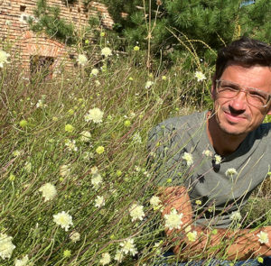Scabiosa ochroleuca - Gelbe Skabiose – Bild 17