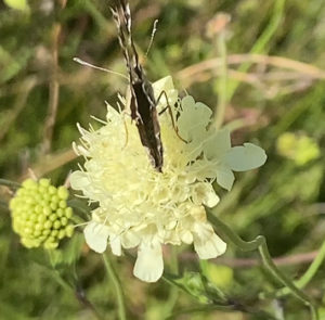 Scabiosa ochroleuca - Gelbe Skabiose – Bild 7