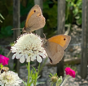 Scabiosa ochroleuca - Gelbe Skabiose – Bild 3