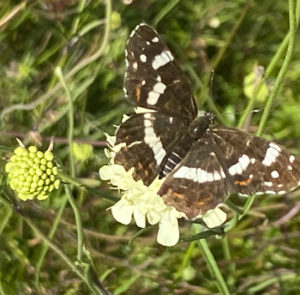 Scabiosa ochroleuca - Gelbe Skabiose – Bild 16