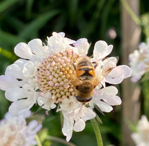 Scabiosa ochroleuca - Gelbe Skabiose – Bild 5
