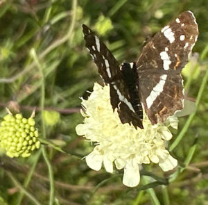 Scabiosa ochroleuca - Gelbe Skabiose – Bild 2