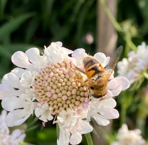 Scabiosa ochroleuca - Gelbe Skabiose – Bild 13