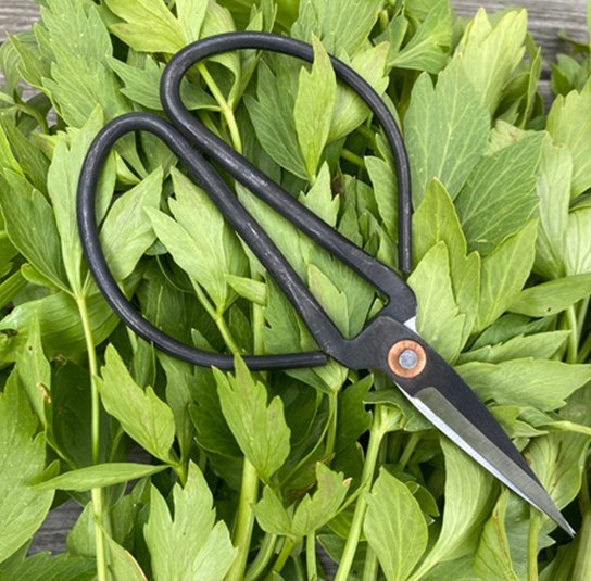 Schere Cirsium Nordischer Garten Shop