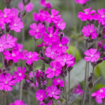 Silene dioica - Rote Lichtnelke