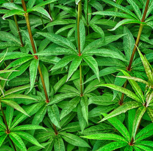 Veronicastrum Hybride Fascination - Kandelaber -Ehrenpreis – Bild 2