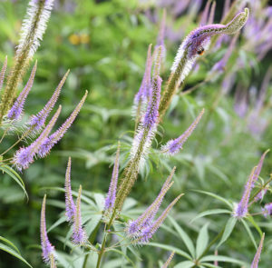 Veronicastrum Hybride Fascination - Kandelaber -Ehrenpreis