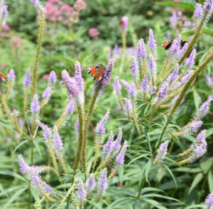 Veronicastrum Hybride Fascination - Kandelaber -Ehrenpreis – Bild 3
