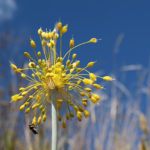 Allium flavum - Gelber Lauch (im Topf)
