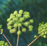 Angelica archangelica - Arzneiengelswurz – Bild 2
