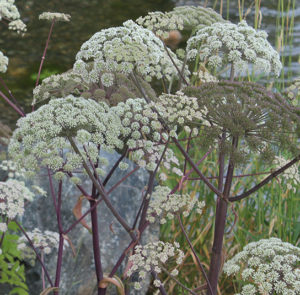 Angelica archangelica - Arzneiengelswurz
