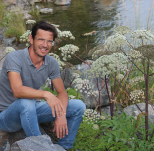 Angelica archangelica - Arzneiengelswurz – Bild 3