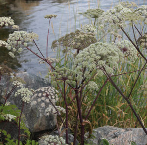 Angelica archangelica - Arzneiengelswurz – Bild 4