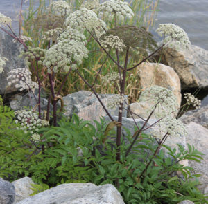 Angelica archangelica - Arzneiengelswurz – Bild 5