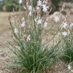 Anthericum ramosum  - Ästige Graslilie