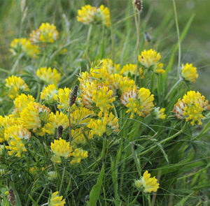 Anthyllis vulneraria  - Wundklee