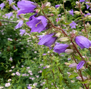 Campanula trachelium - Nesselblättrige Glockenblume – Bild 3