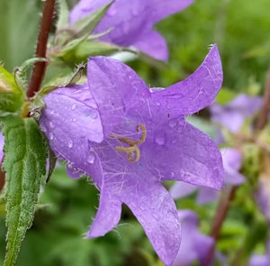 Campanula trachelium - Nesselblättrige Glockenblume