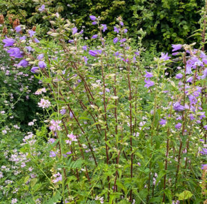 Campanula trachelium - Nesselblättrige Glockenblume – Bild 2