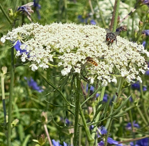 Wilde Möhre (Daucus carota) Saatgut – Bild 6