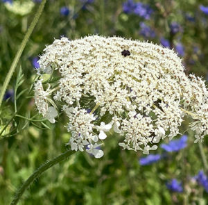 Wilde Möhre (Daucus carota) Saatgut – Bild 11