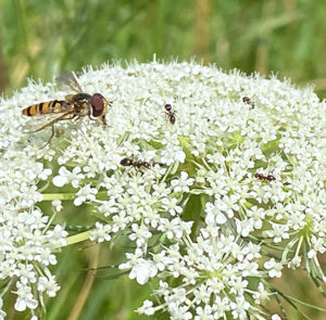 Wilde Möhre (Daucus carota) Saatgut – Bild 3