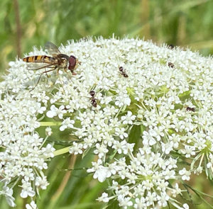 Wilde Möhre (Daucus carota) Saatgut