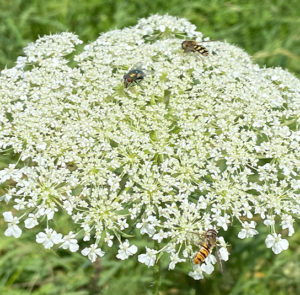 Wilde Möhre (Daucus carota) Saatgut – Bild 4