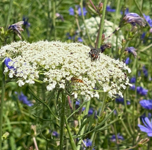 Wilde Möhre (Daucus carota) Saatgut – Bild 7