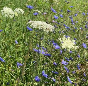 Wilde Möhre (Daucus carota) Saatgut – Bild 8